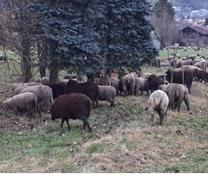 Schafherde in Wattenwil 2021